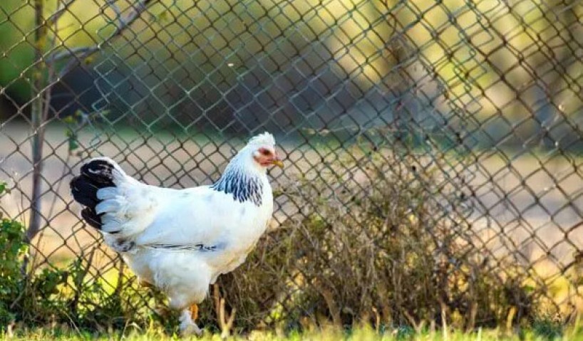 Phân loại, ưu nhược điểm và ứng dụng lưới chuồng gà