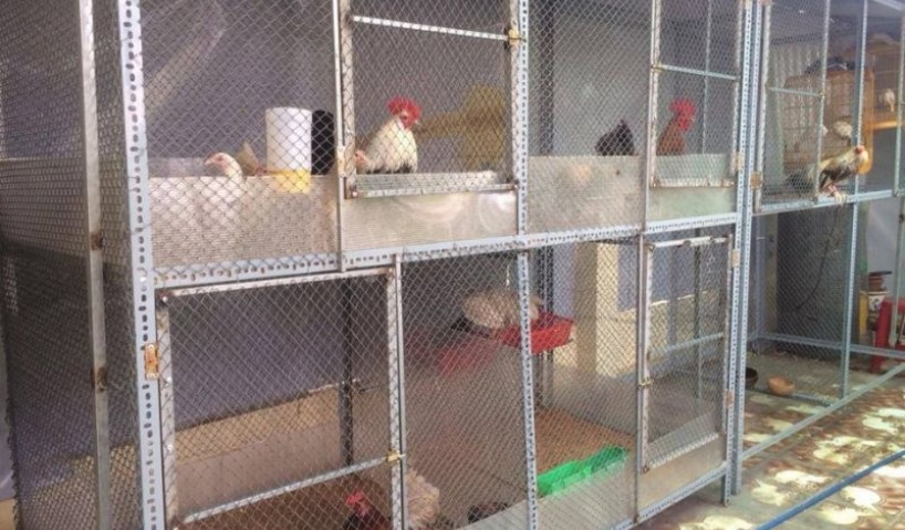 Lưới hàn làm chuồng gà giá rẻ